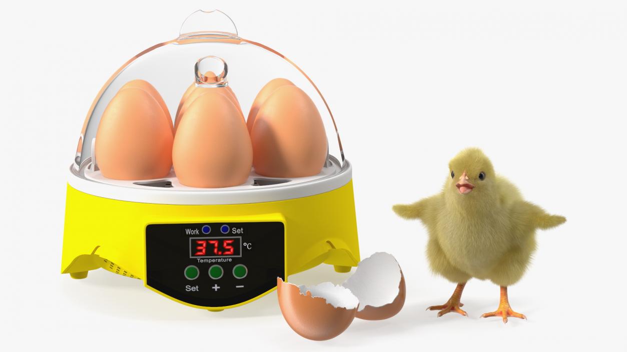 3D Egg Incubator With Chick Fur model