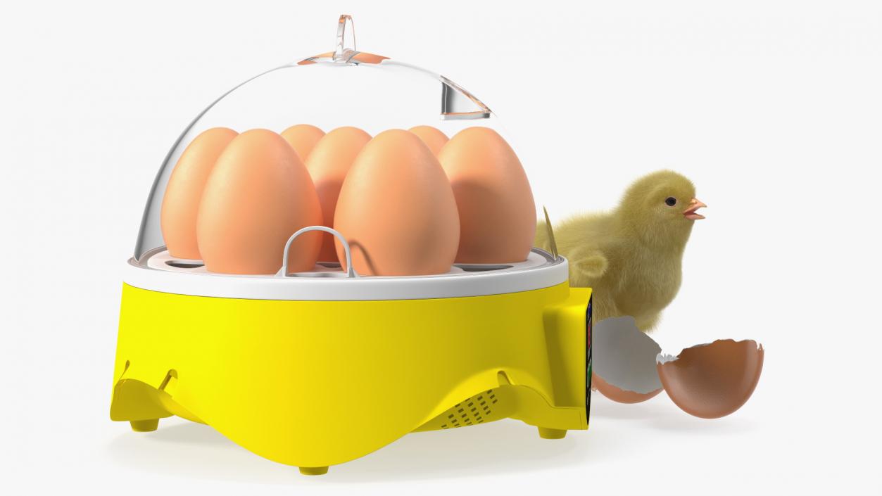 3D Egg Incubator With Chick Fur model