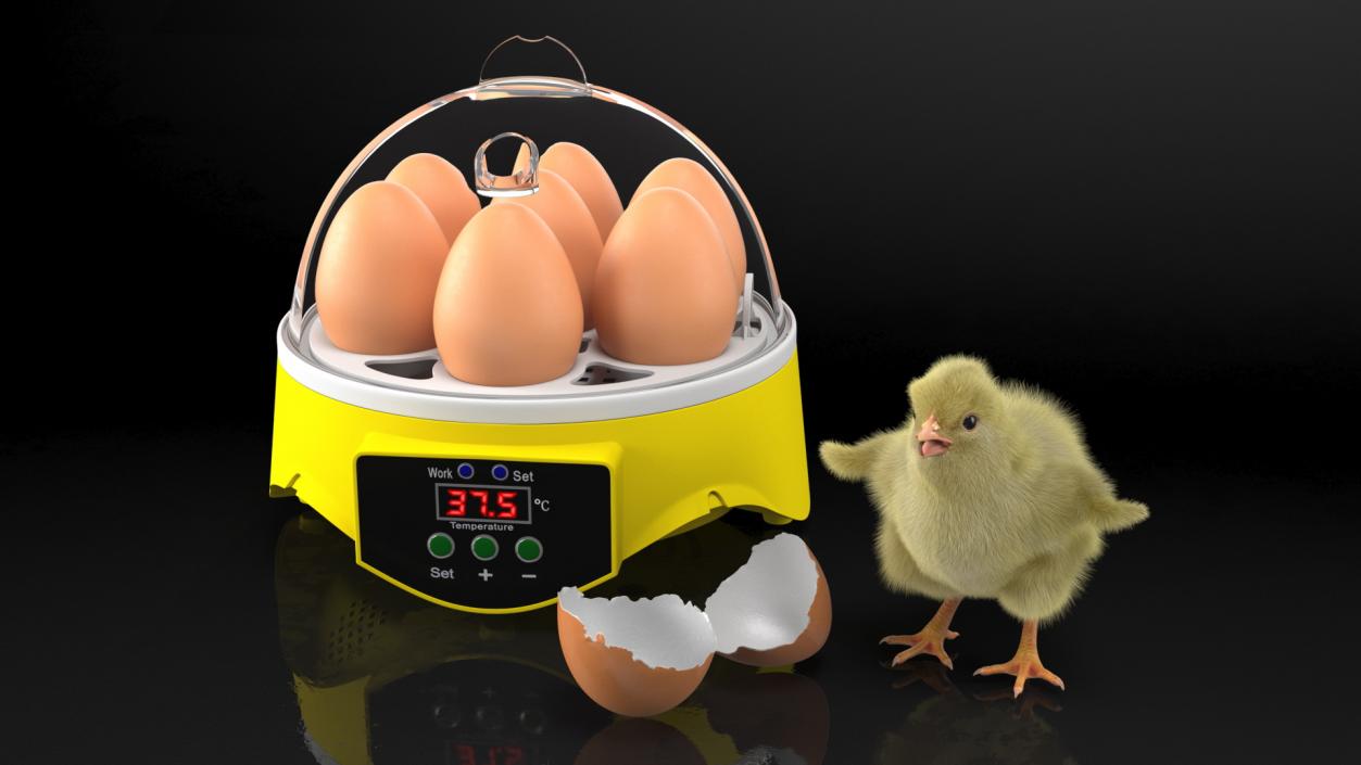 3D Egg Incubator With Chick Fur model