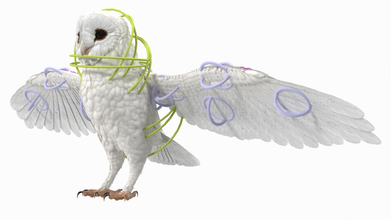 3D White Barn Owl Rigged