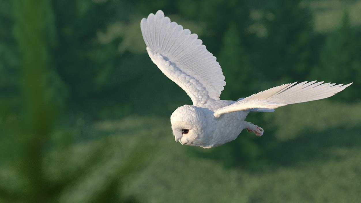 3D White Barn Owl Rigged