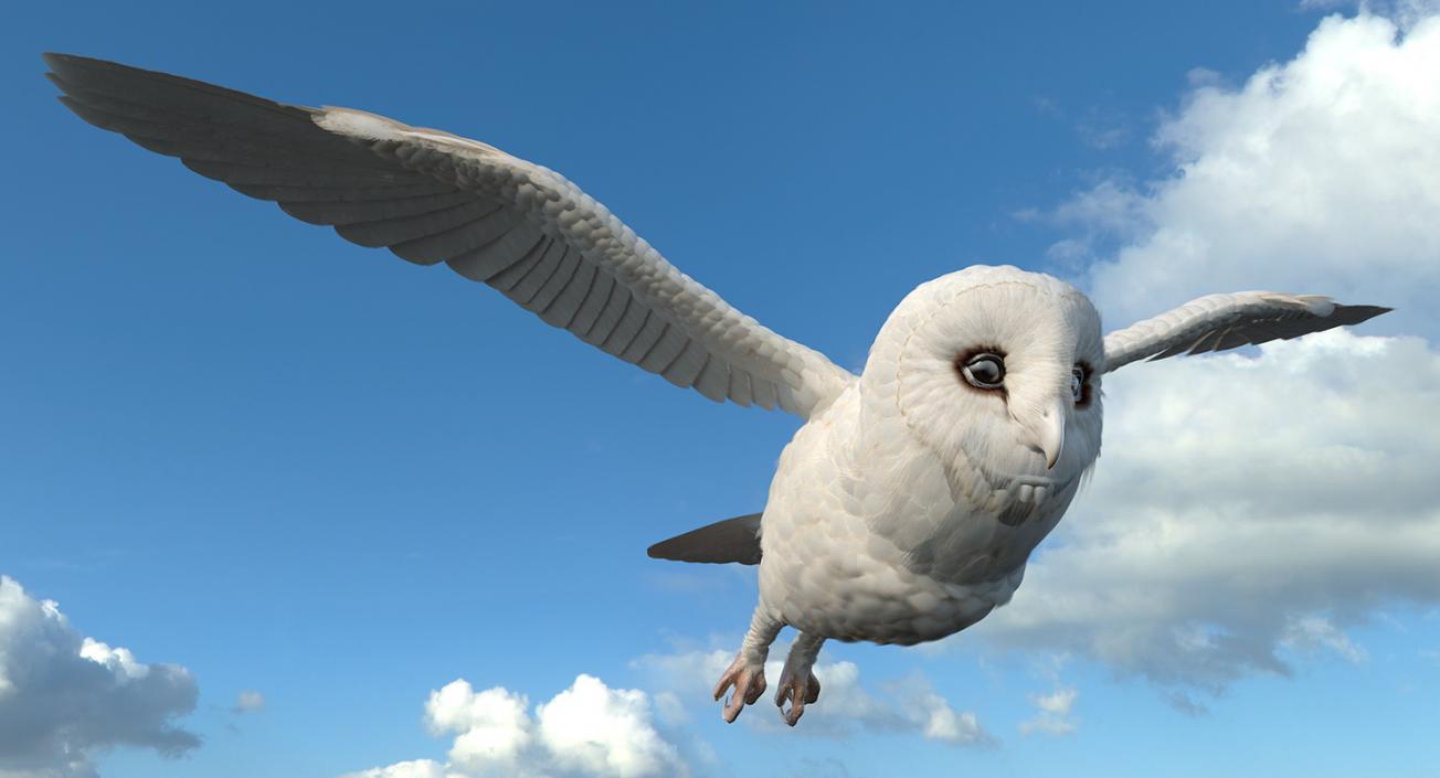 3D White Barn Owl Rigged