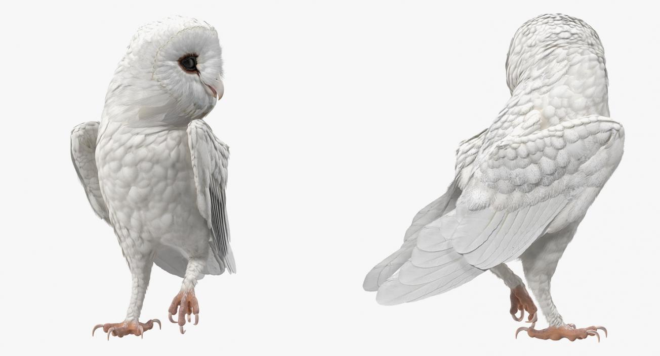 3D White Barn Owl Rigged