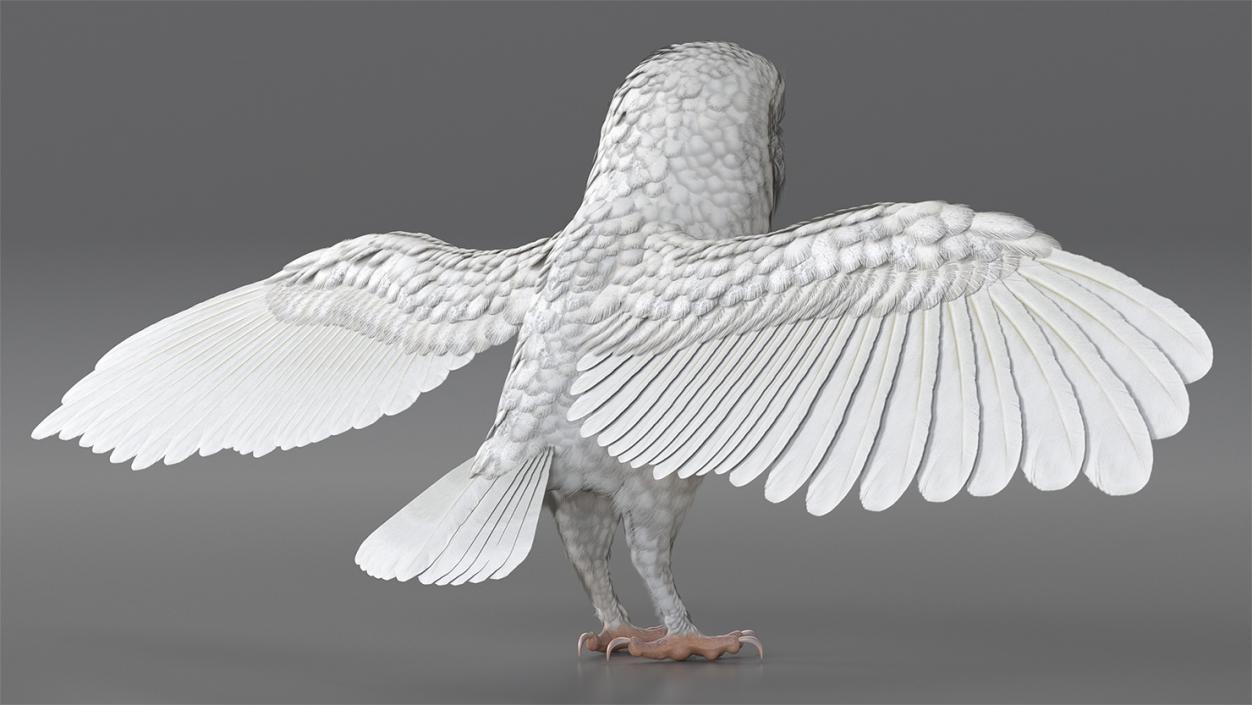 3D White Barn Owl Rigged