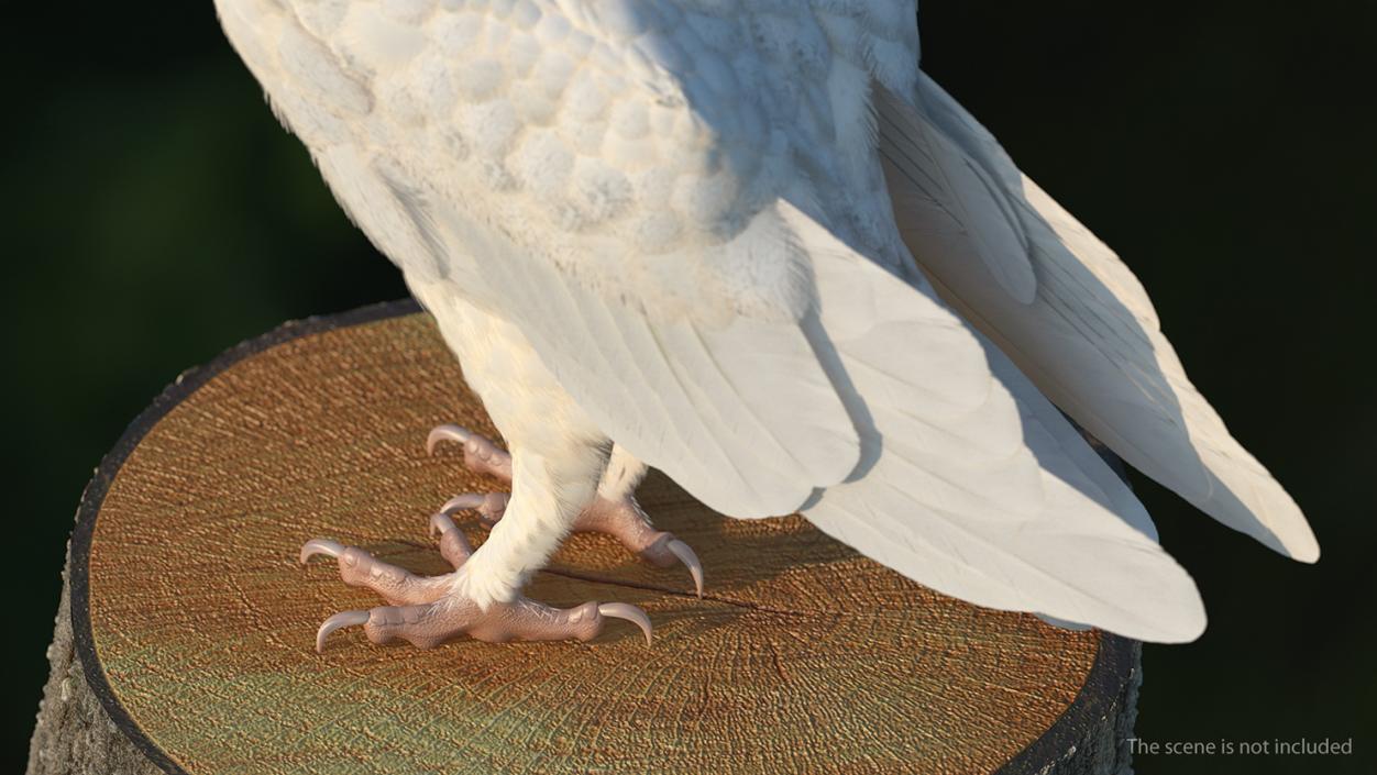 3D White Barn Owl Rigged