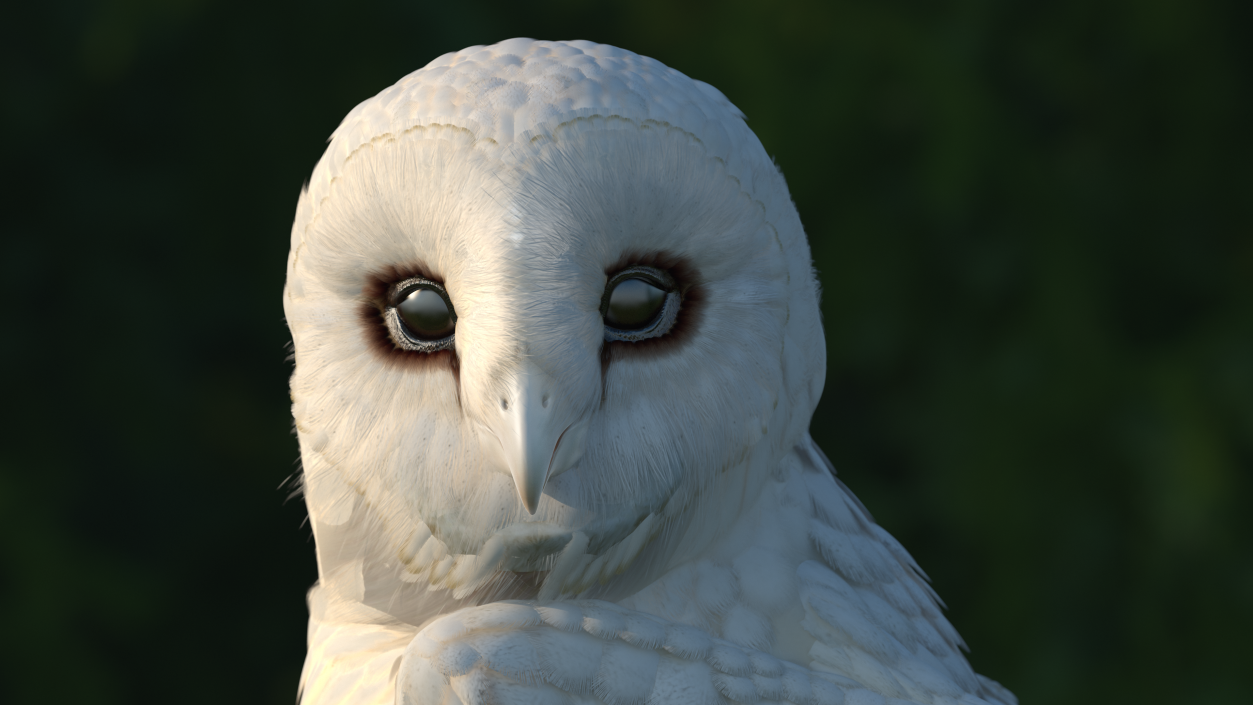 3D White Barn Owl Rigged