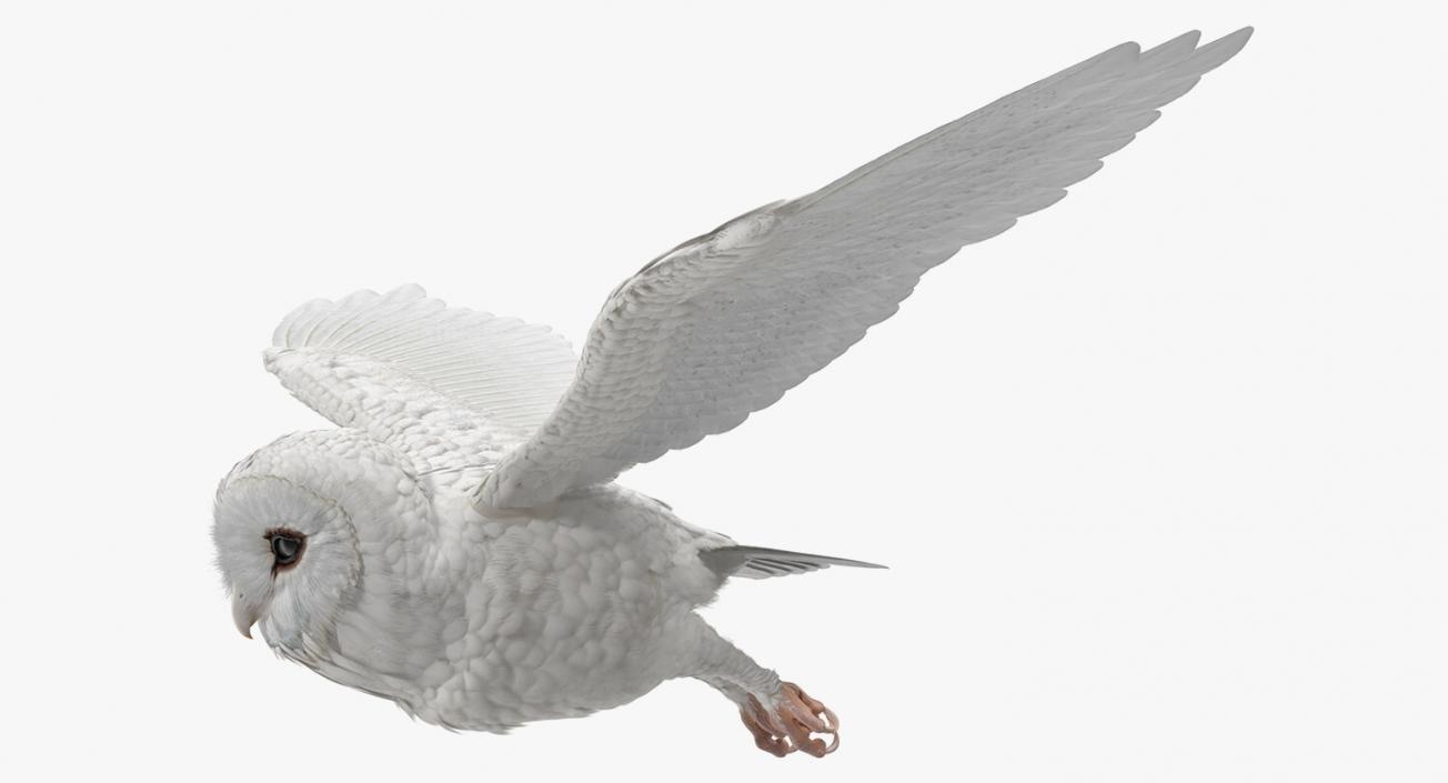 3D White Barn Owl Rigged