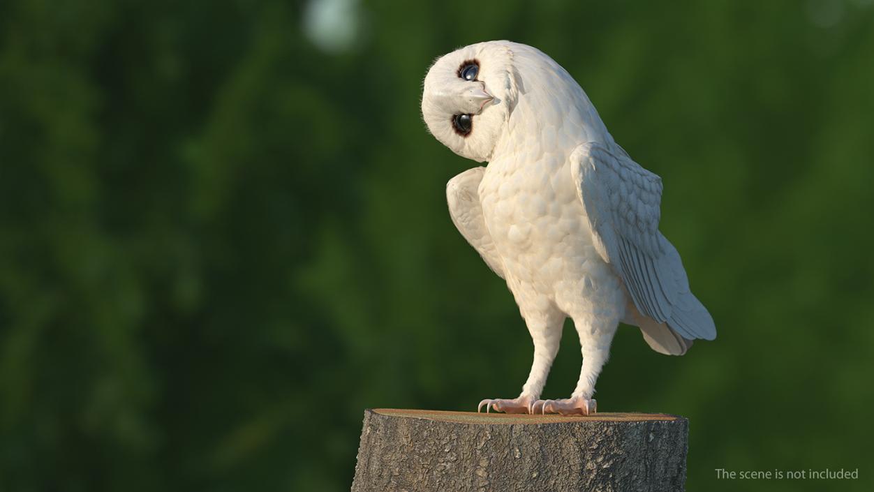 3D White Barn Owl Rigged