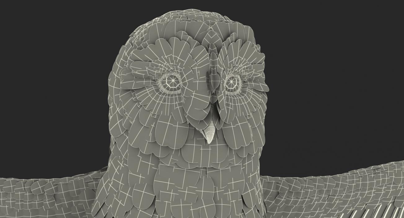 3D White Barn Owl Rigged