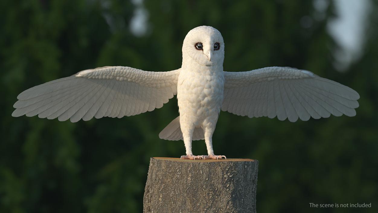 3D White Barn Owl Rigged