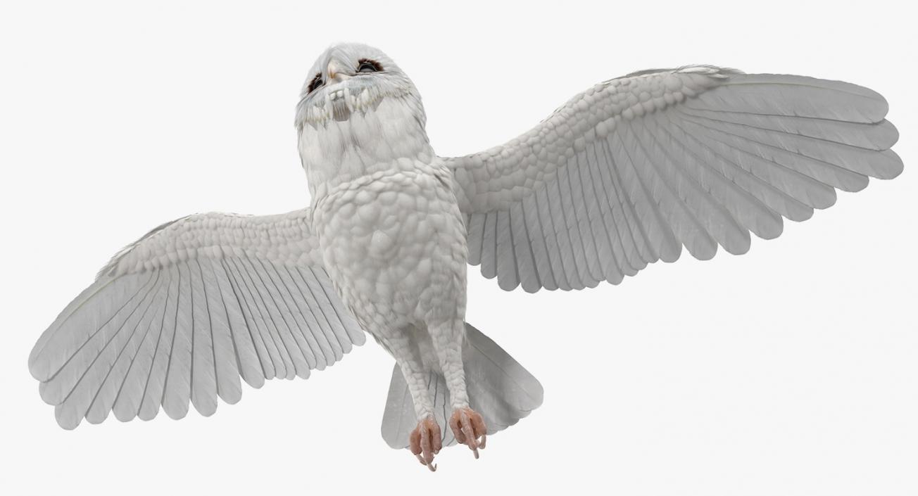 3D White Barn Owl Rigged