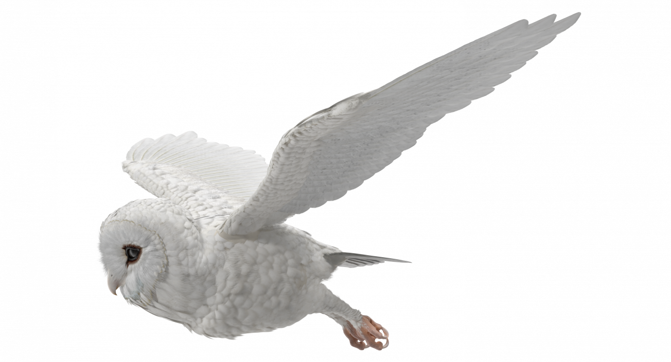 3D White Barn Owl Rigged