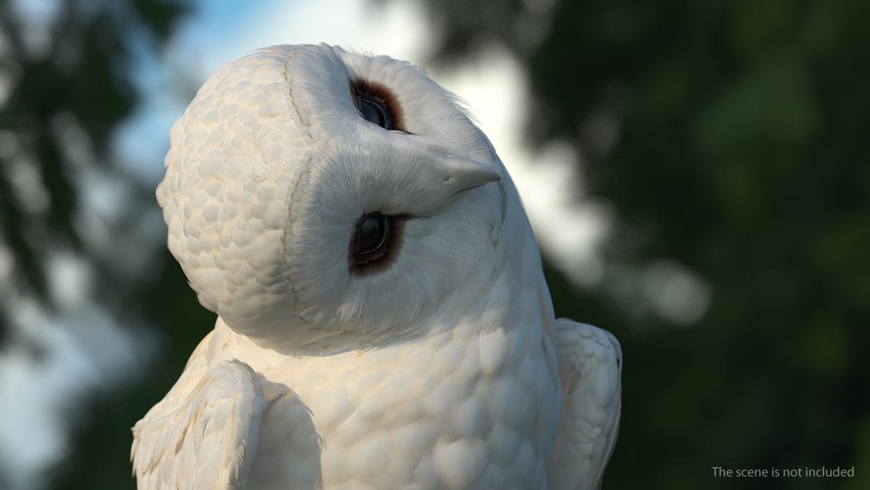 3D White Barn Owl Rigged