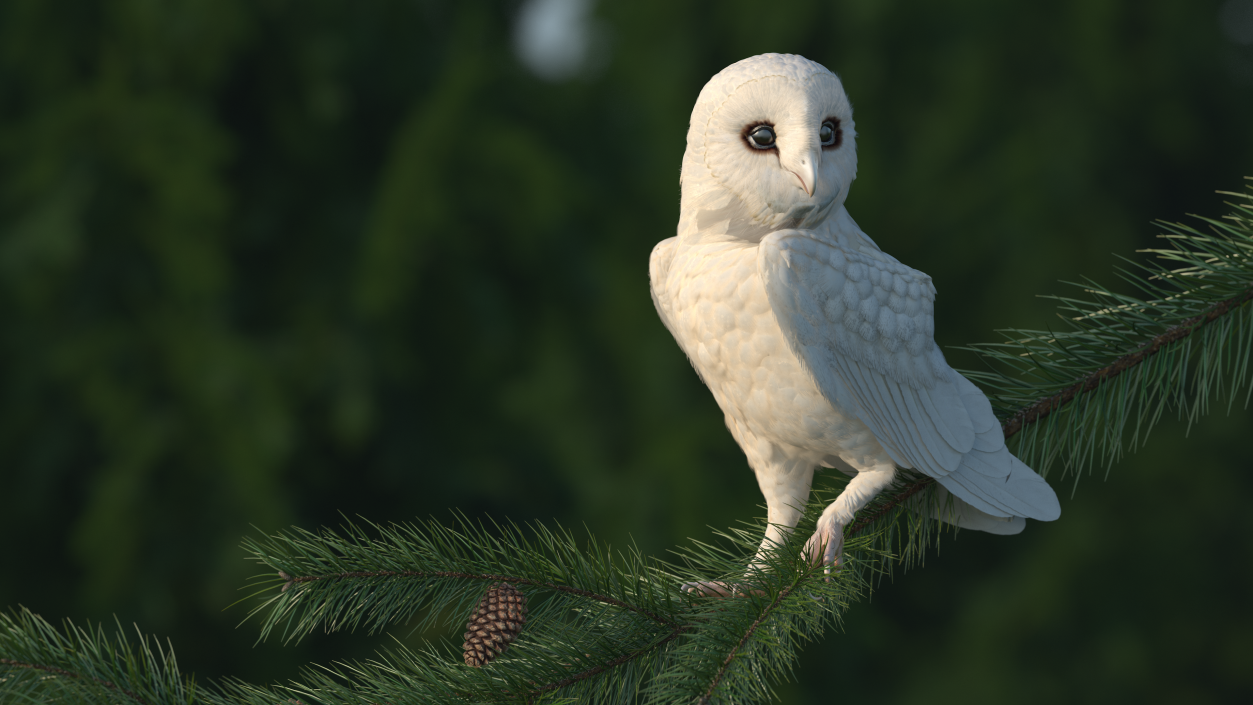 3D White Barn Owl Rigged