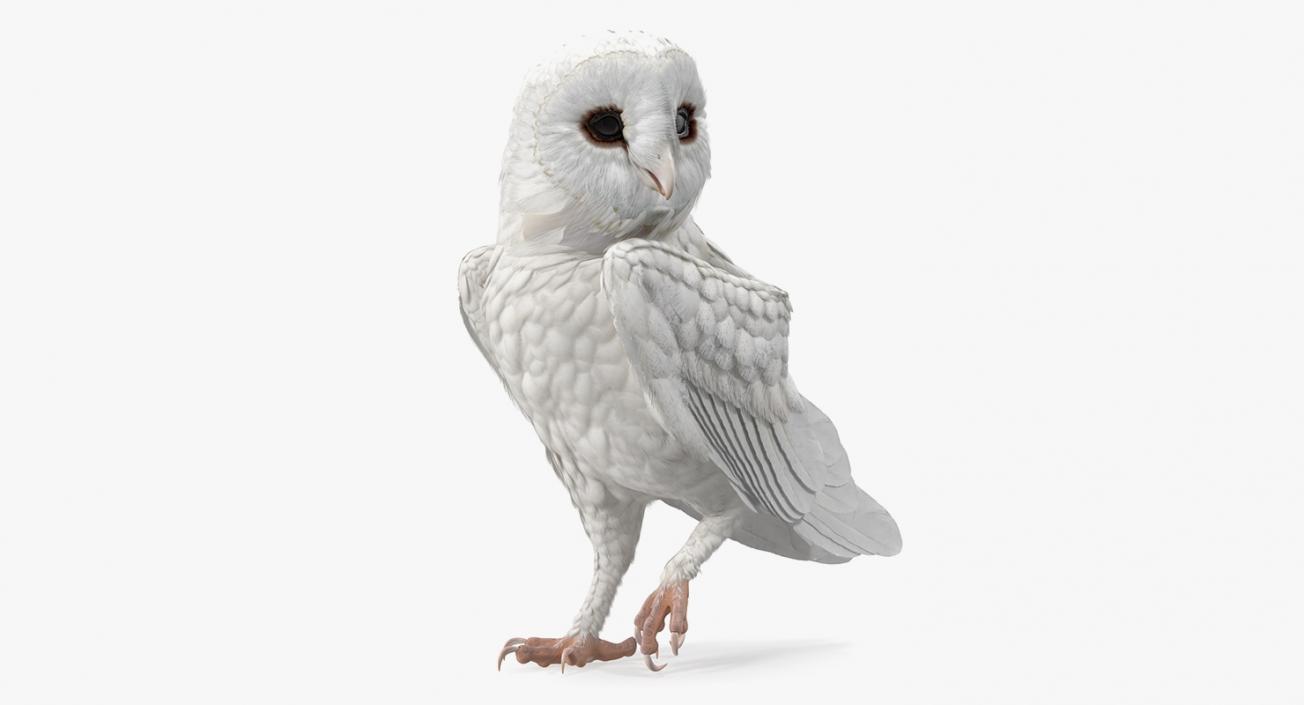 3D White Barn Owl Rigged