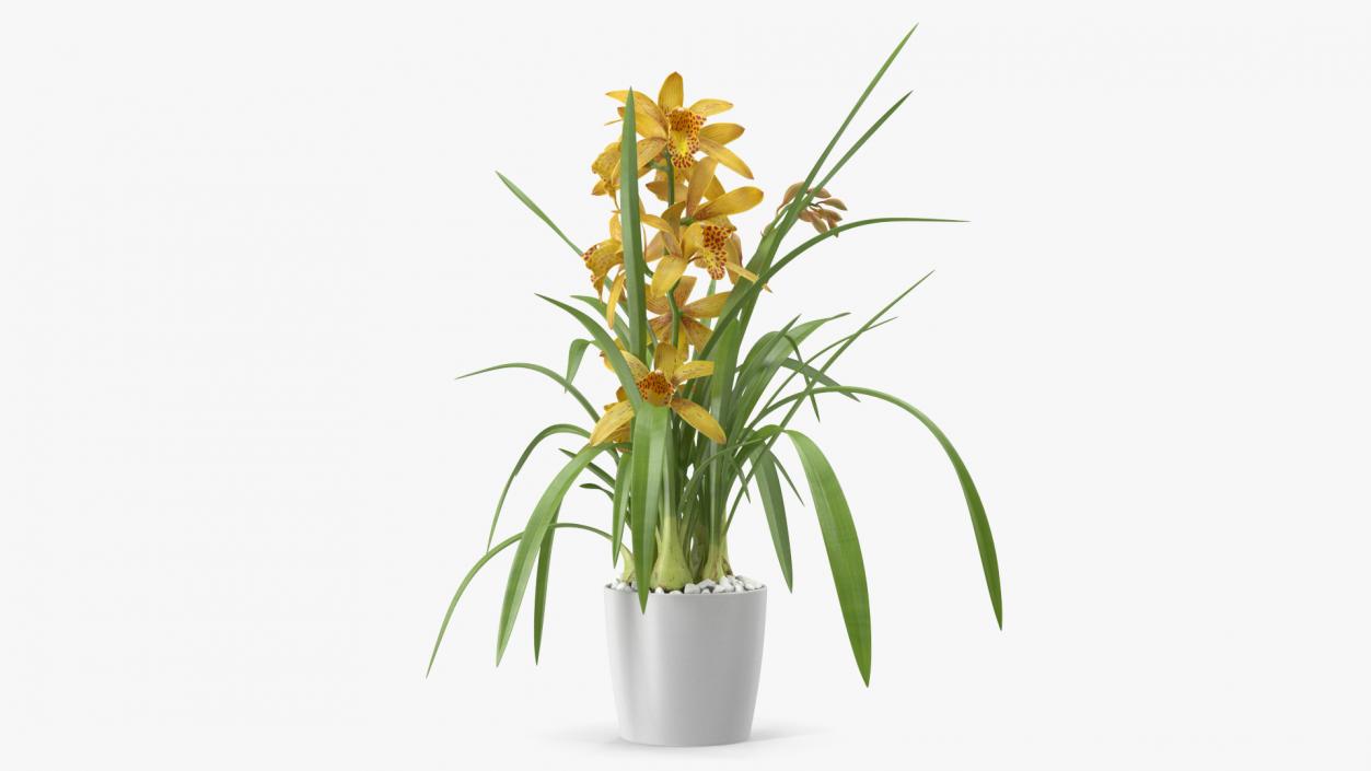 Yellow Orchid Pot 3D