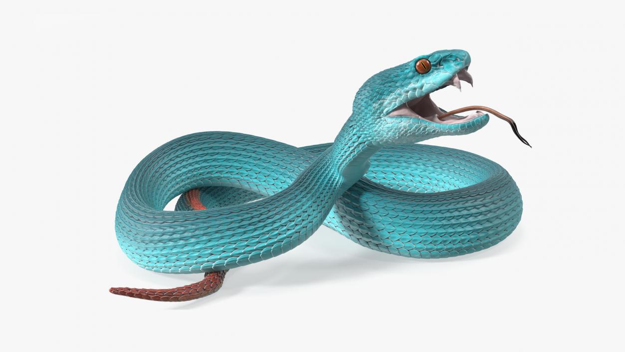 Viper Blue Trimeresurus Rigged for Maya 3D model