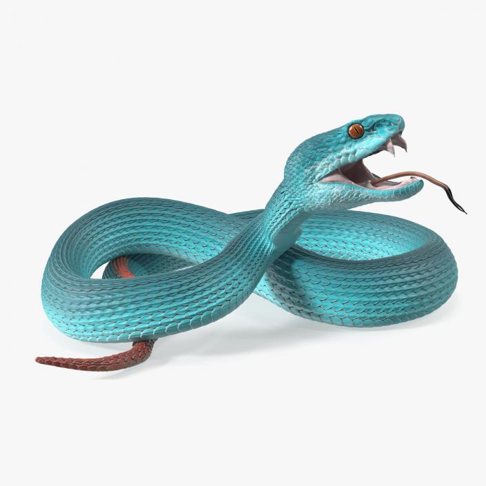 Viper Blue Trimeresurus Rigged for Maya 3D model