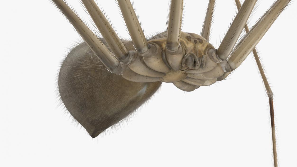 3D model Pholcidae Fur 2