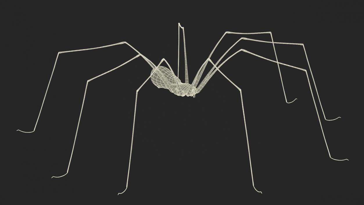 3D model Pholcidae Fur 2