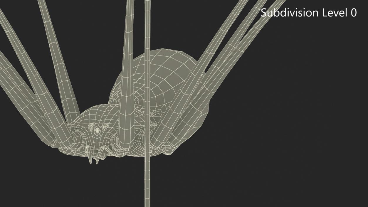 3D model Pholcidae Fur 2