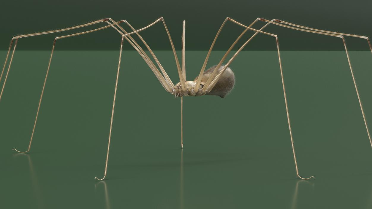 3D model Pholcidae Fur 2