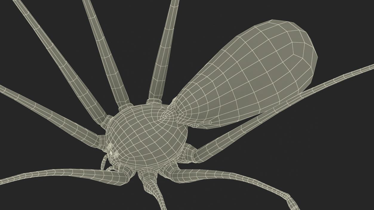 3D model Pholcidae Fur 2