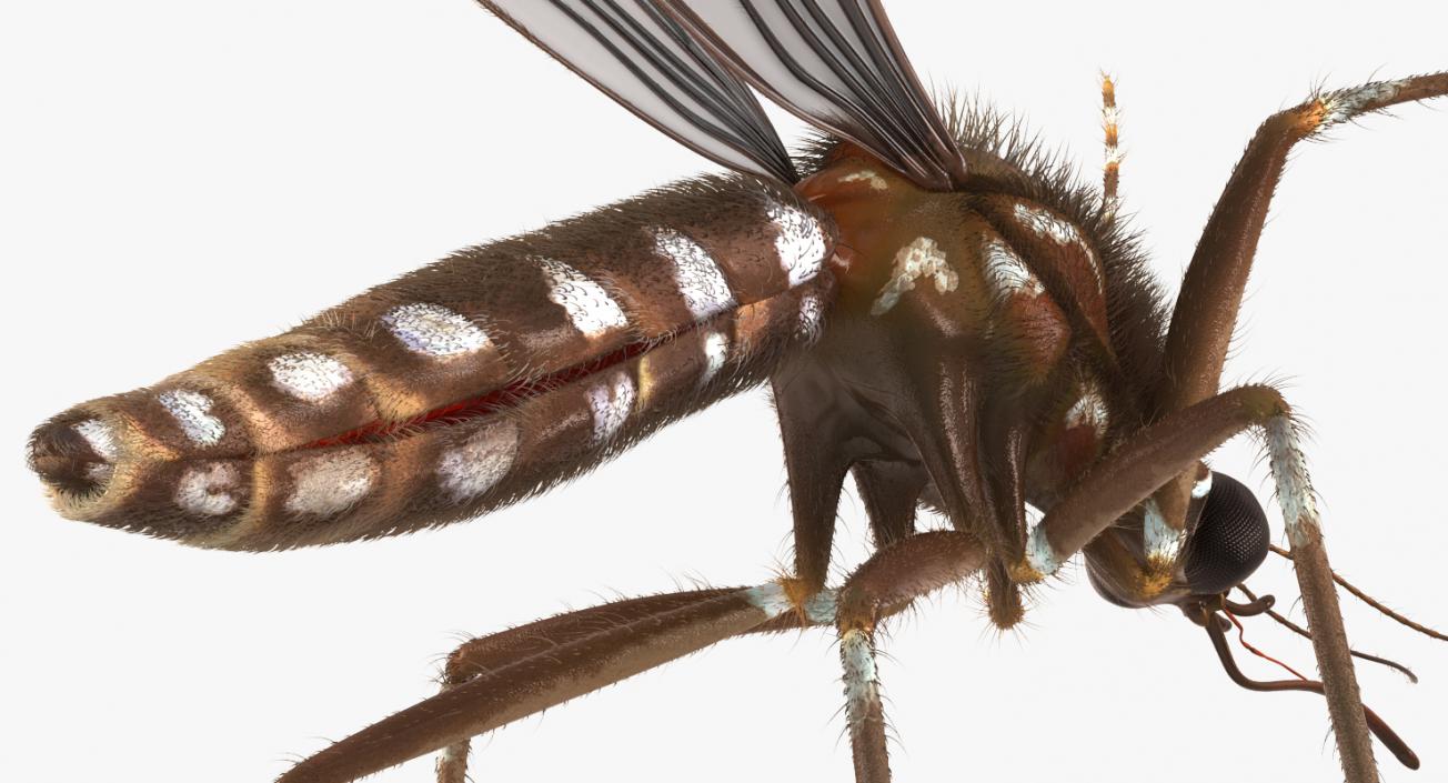 Mosquito Rigged with Fur 3D model