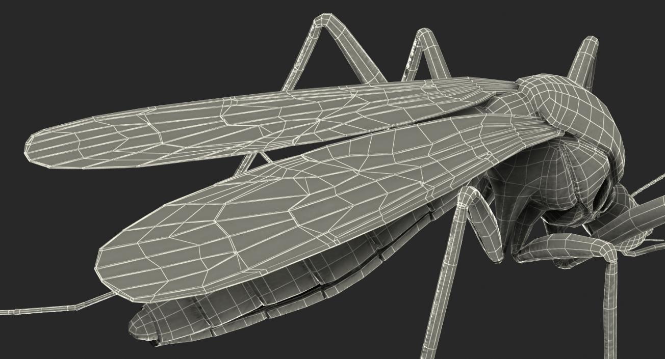 Mosquito Rigged with Fur 3D model