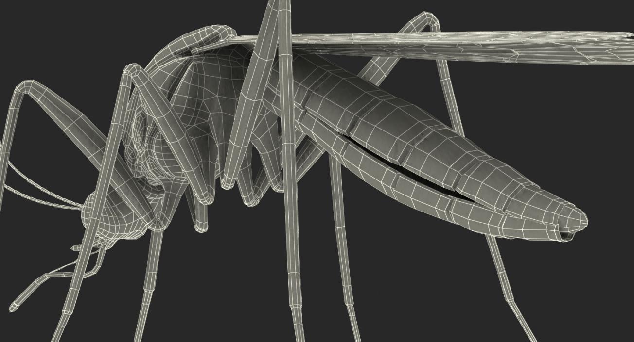 Mosquito Rigged with Fur 3D model