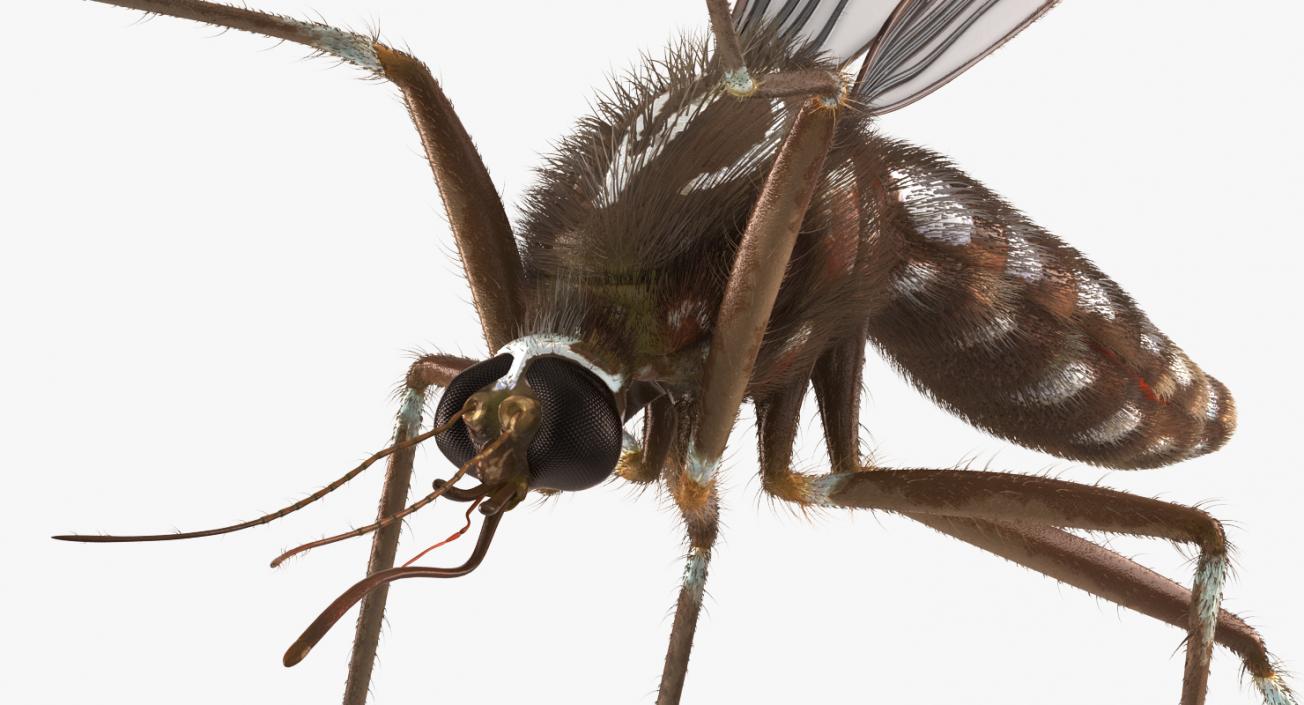 Mosquito Rigged with Fur 3D model