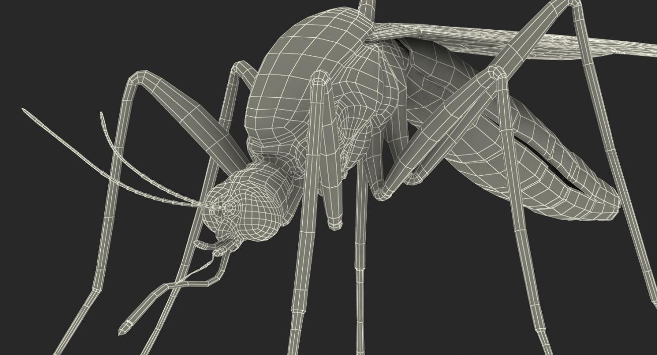 Mosquito Rigged with Fur 3D model