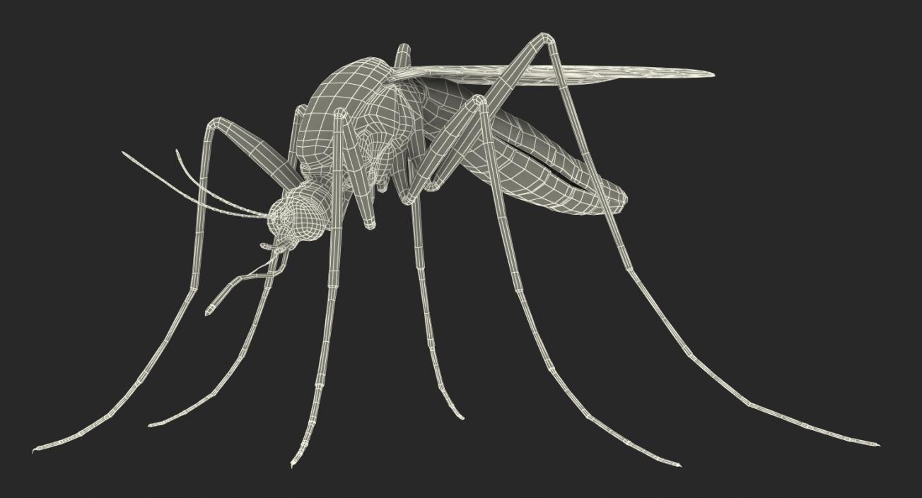 Mosquito Rigged with Fur 3D model