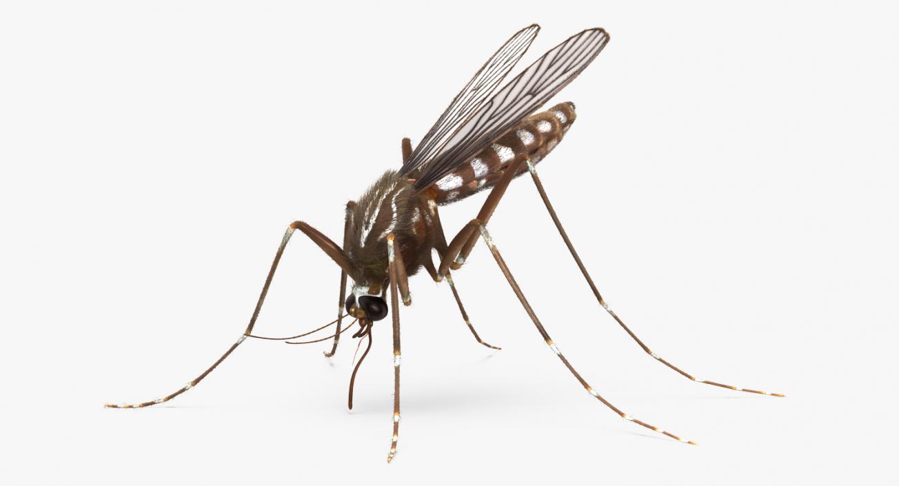 Mosquito Rigged with Fur 3D model