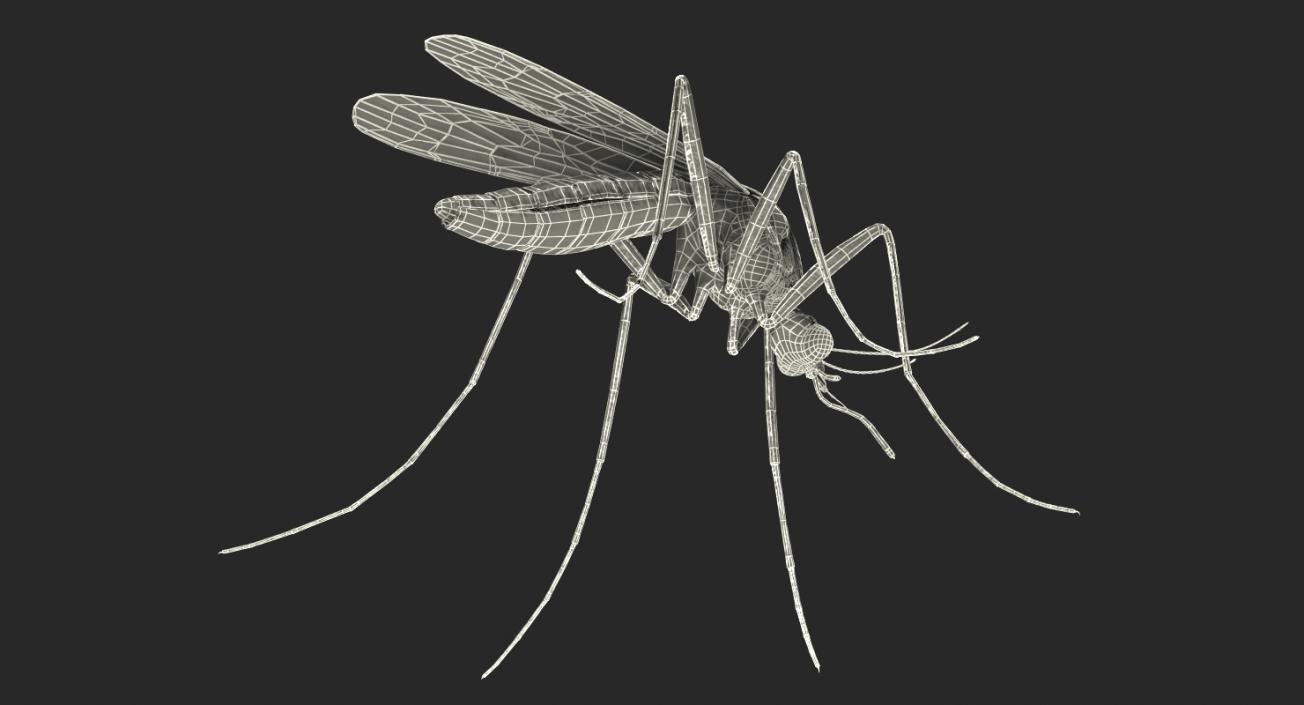 Mosquito Rigged with Fur 3D model