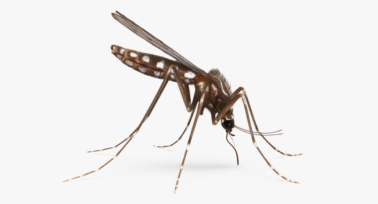 Mosquito Rigged with Fur 3D model