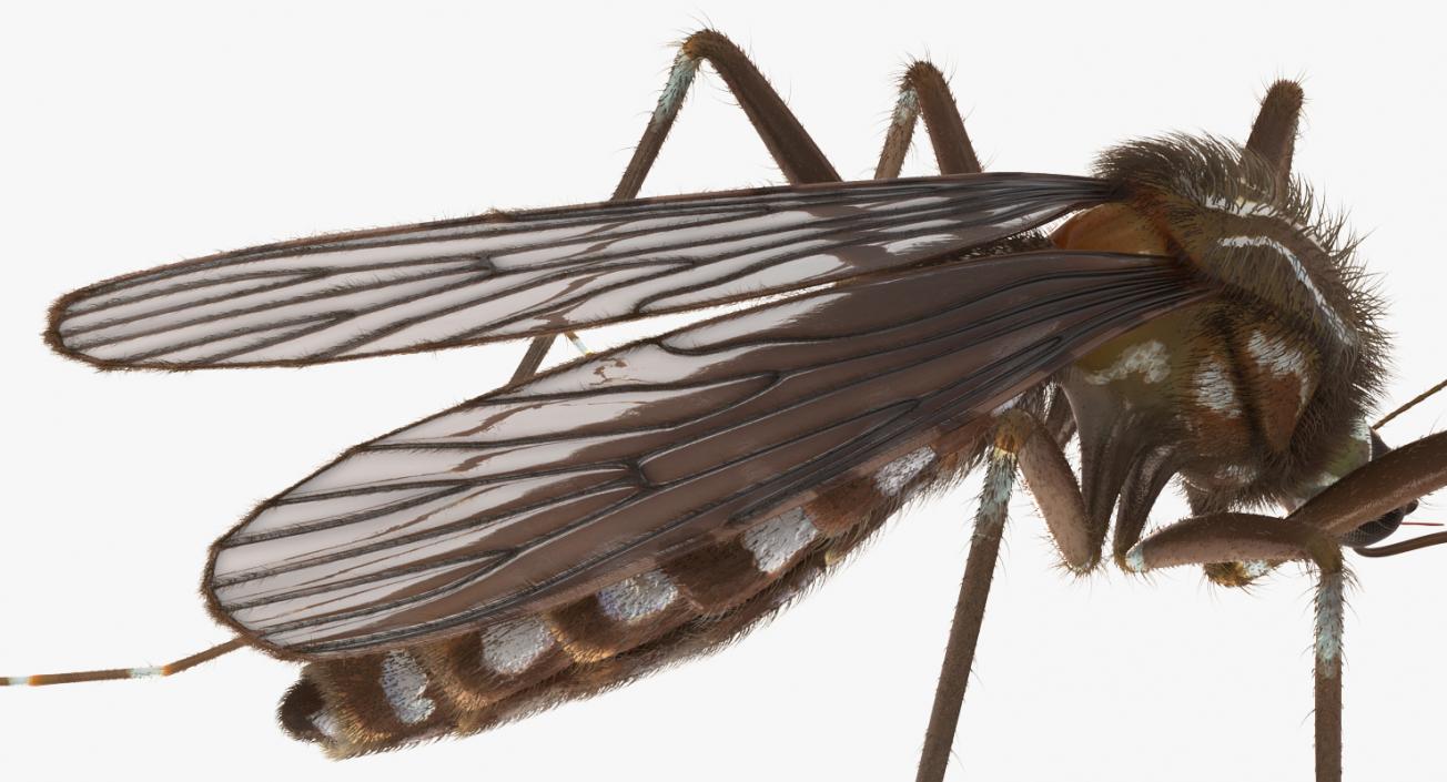 Mosquito Rigged with Fur 3D model