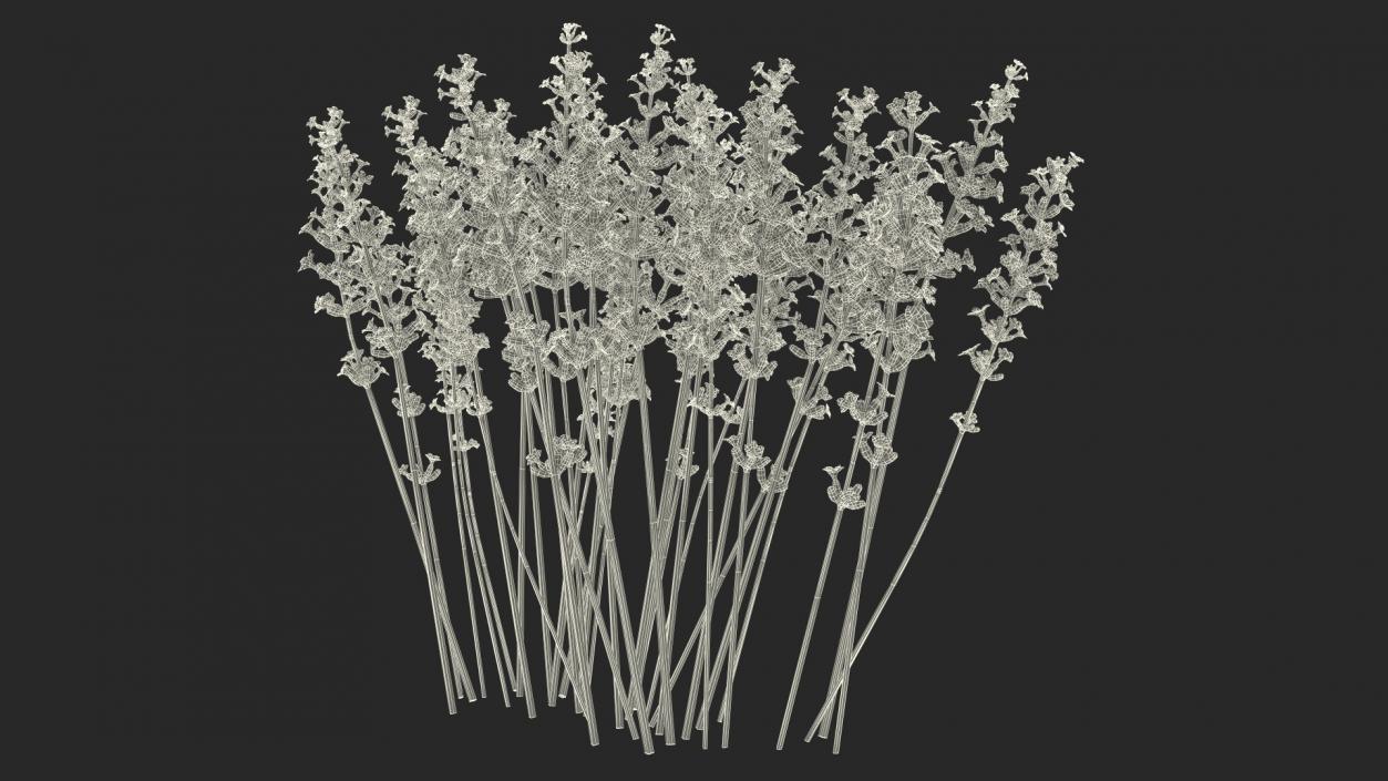 3D Cluster of Lavender Flower