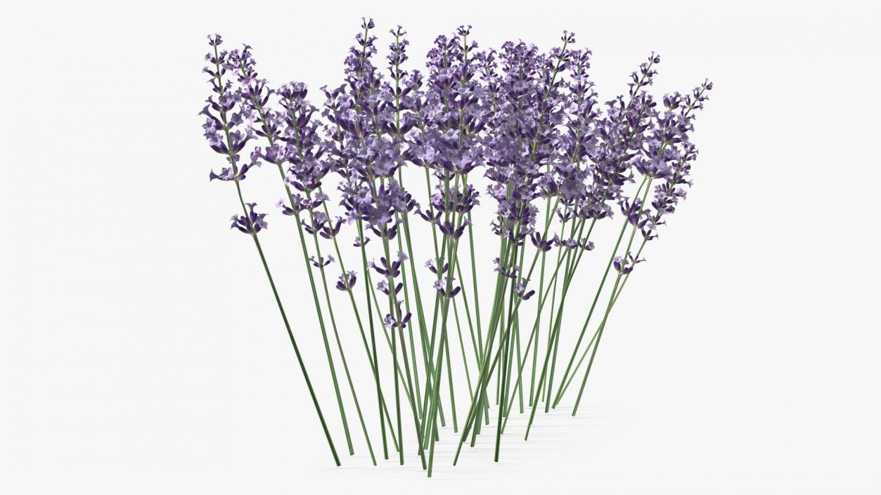 3D Cluster of Lavender Flower