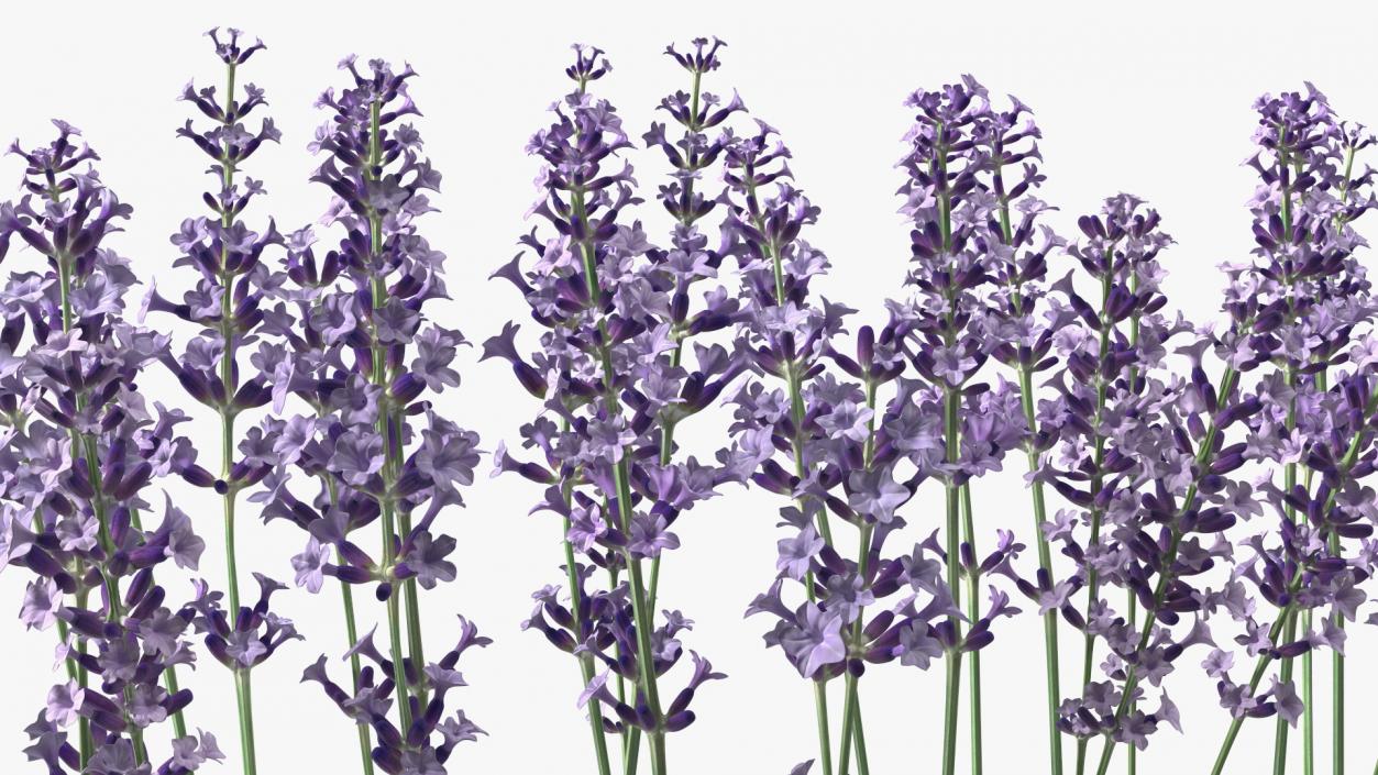 3D Cluster of Lavender Flower