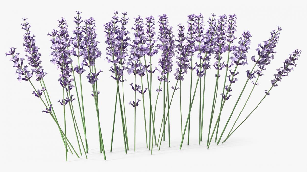 3D Cluster of Lavender Flower