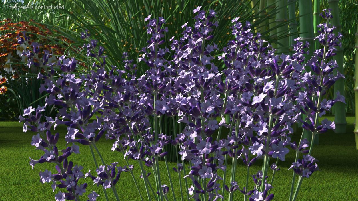 3D Cluster of Lavender Flower