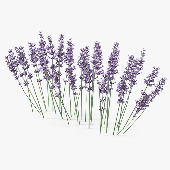 3D Cluster of Lavender Flower