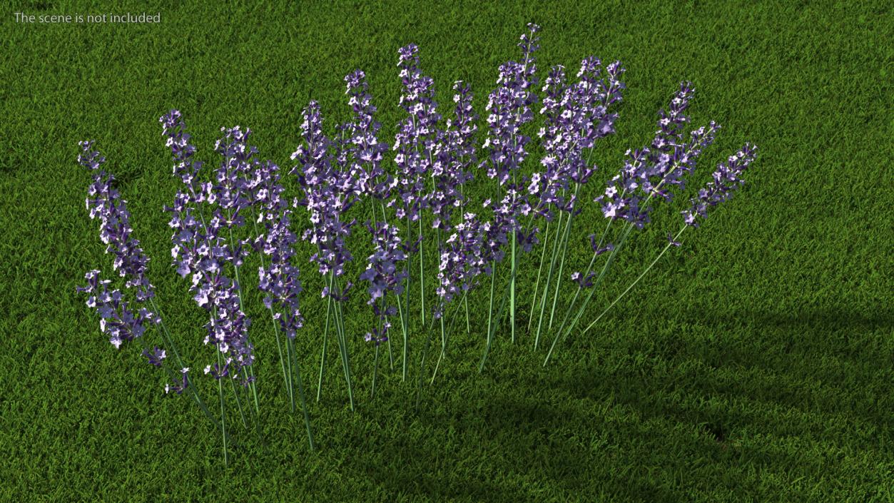 3D Cluster of Lavender Flower