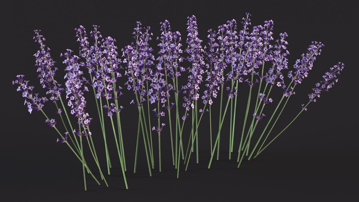 3D Cluster of Lavender Flower