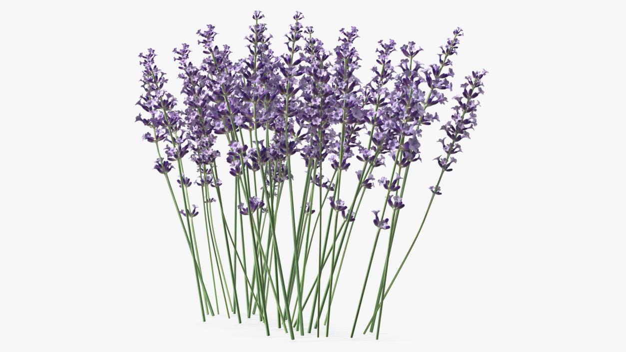 3D Cluster of Lavender Flower