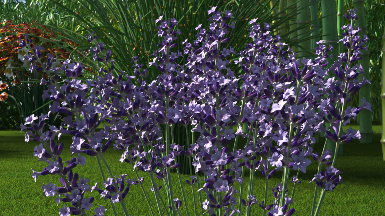 3D Cluster of Lavender Flower