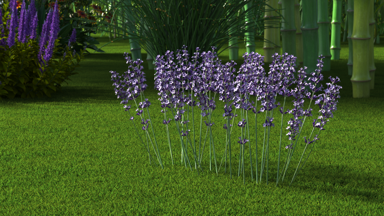 3D Cluster of Lavender Flower