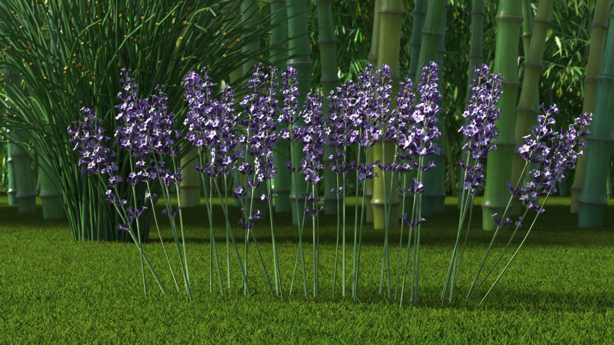 3D Cluster of Lavender Flower