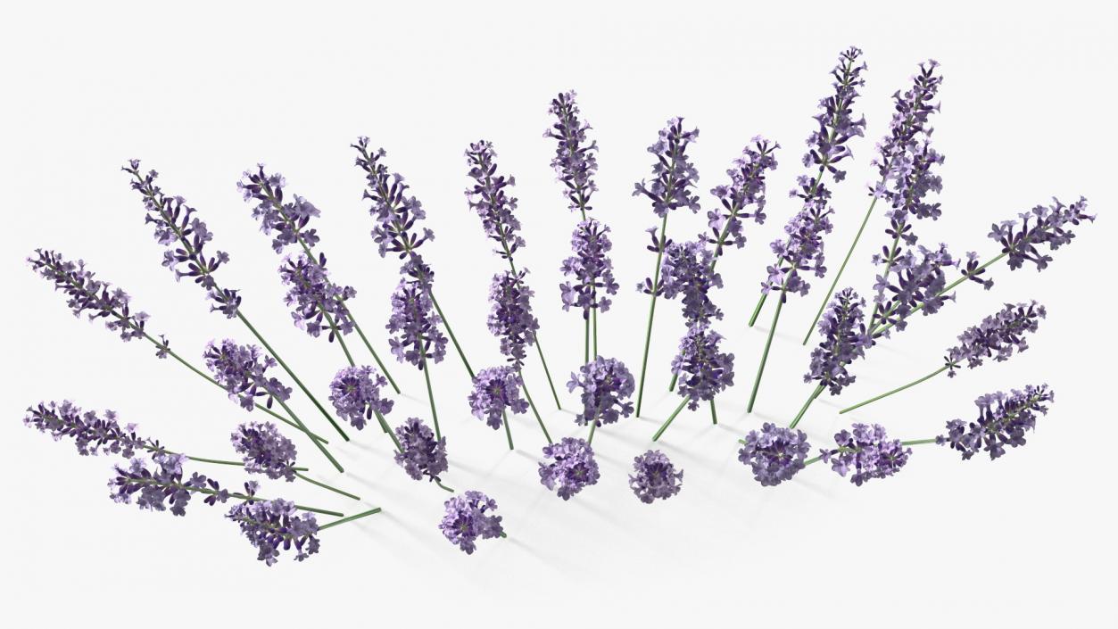 3D Cluster of Lavender Flower